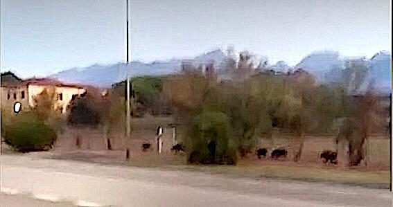 
	Cinghiali nell&rsquo;ex zona luna park di Vittoria Apuana (foto di archivio da un video)

