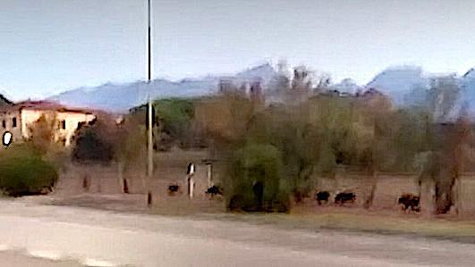 Cinghiali nell’ex zona luna park di Vittoria Apuana (foto di archivio da un video)