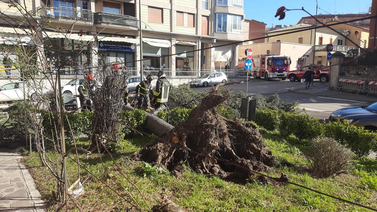 Un albero caduto a Sassuolo