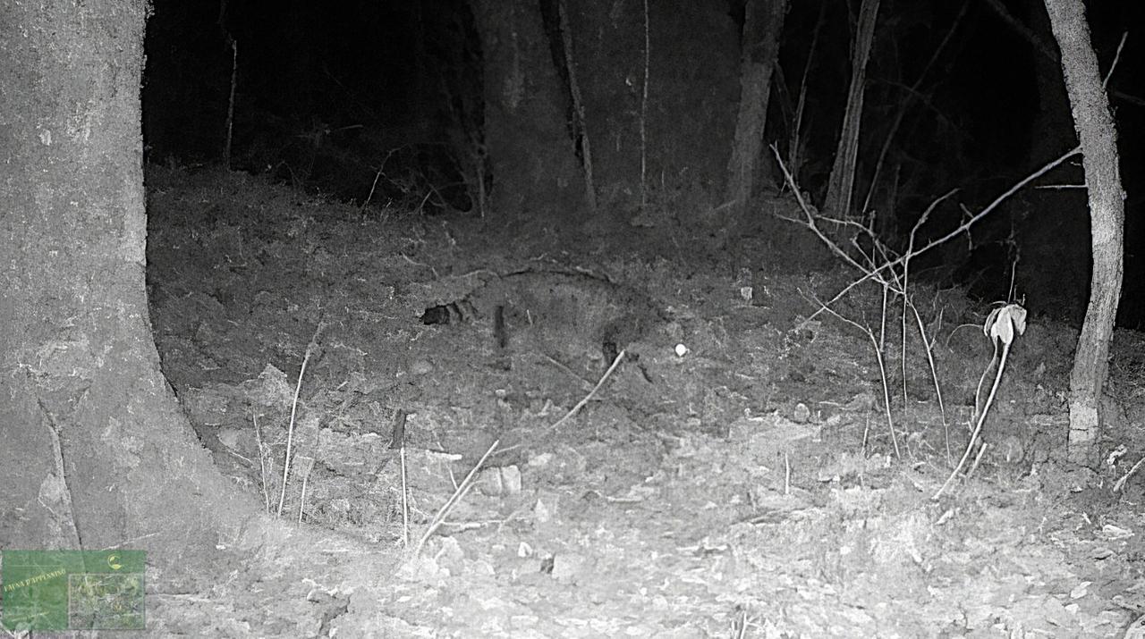 Un gatto selvatico nel cuore dell’Appennino reggiano