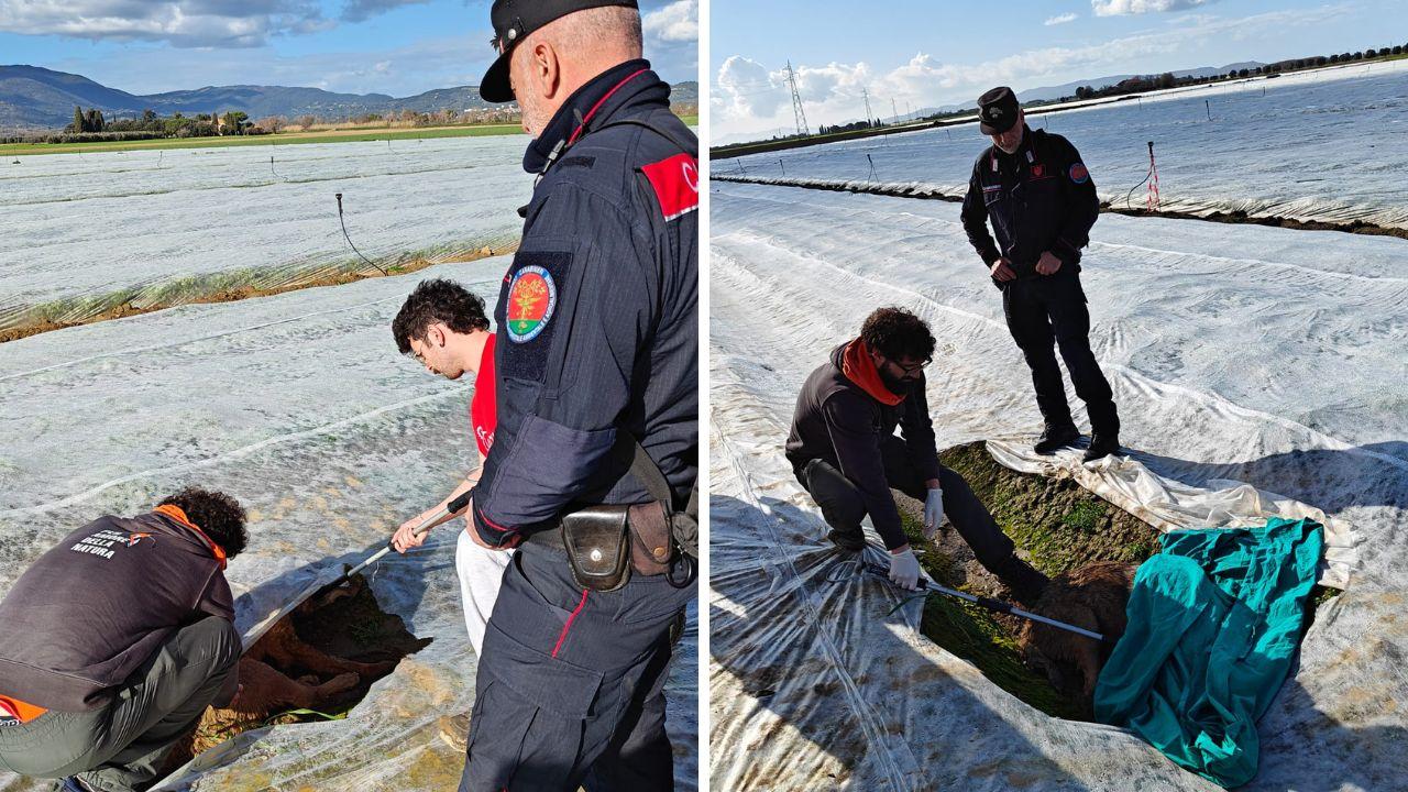 Il lupo nelle foto della Lipu