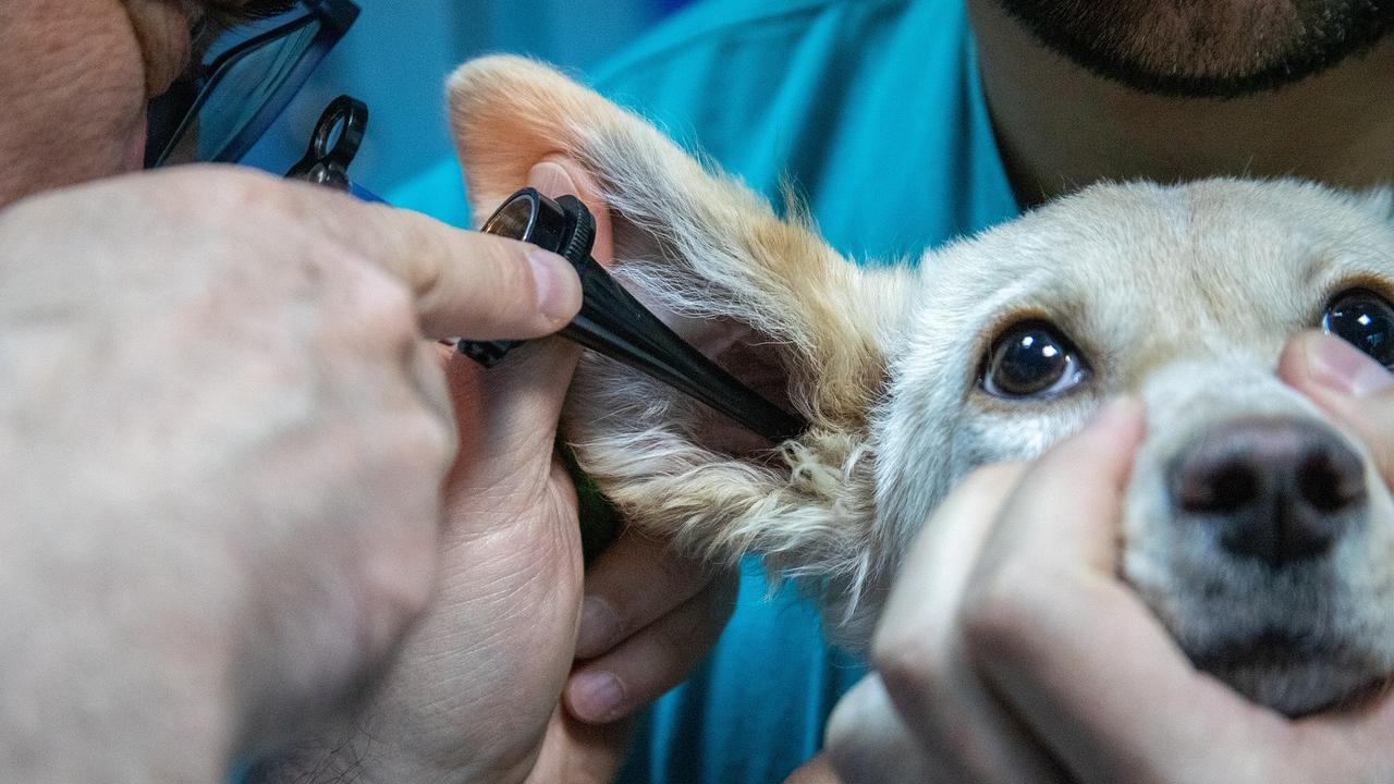 Animali, perché la prevenzione è importante tra alimentazione, cure e vaccini