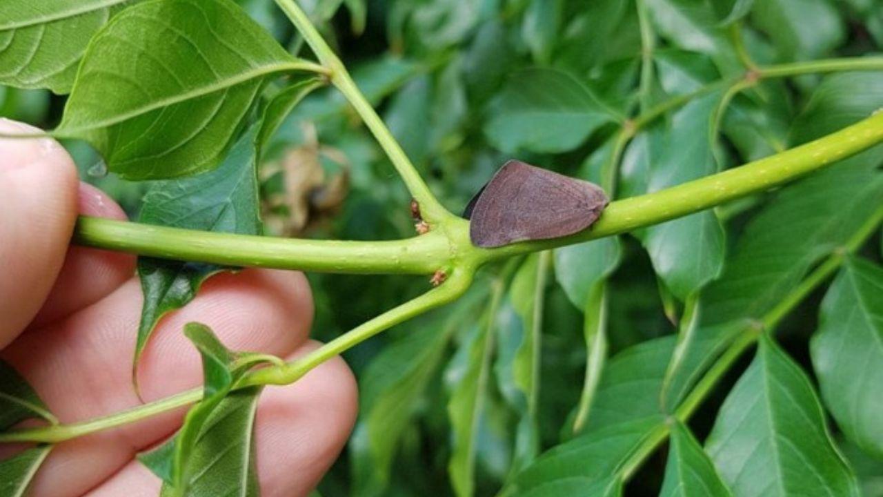 Vivai, le esportazioni a rischio: a Pistoia la paura per l’insetto tossico