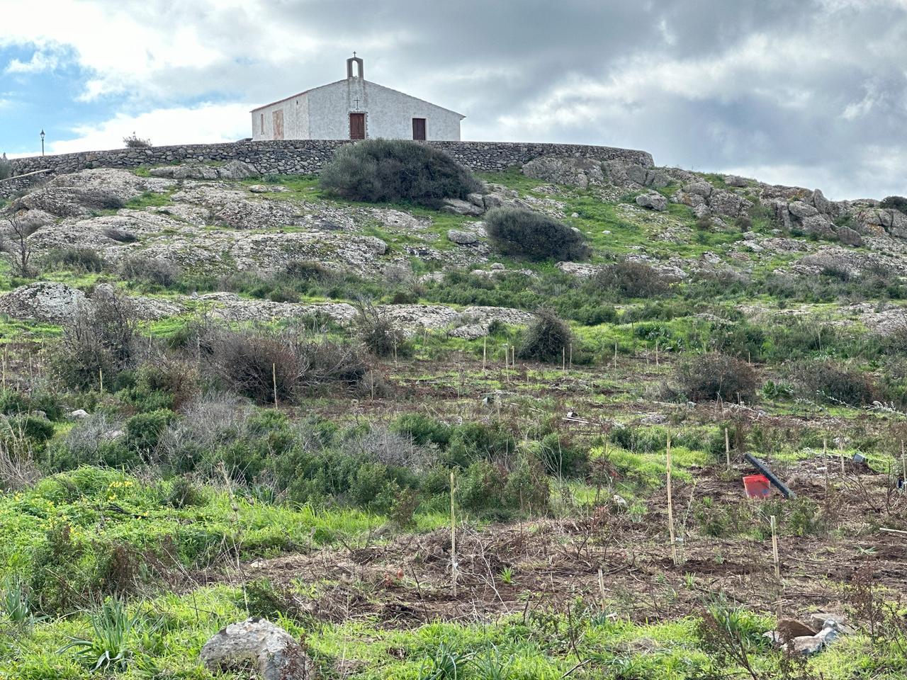 La foresta delle api sulla collina di Santa Vittoria a Sennariolo