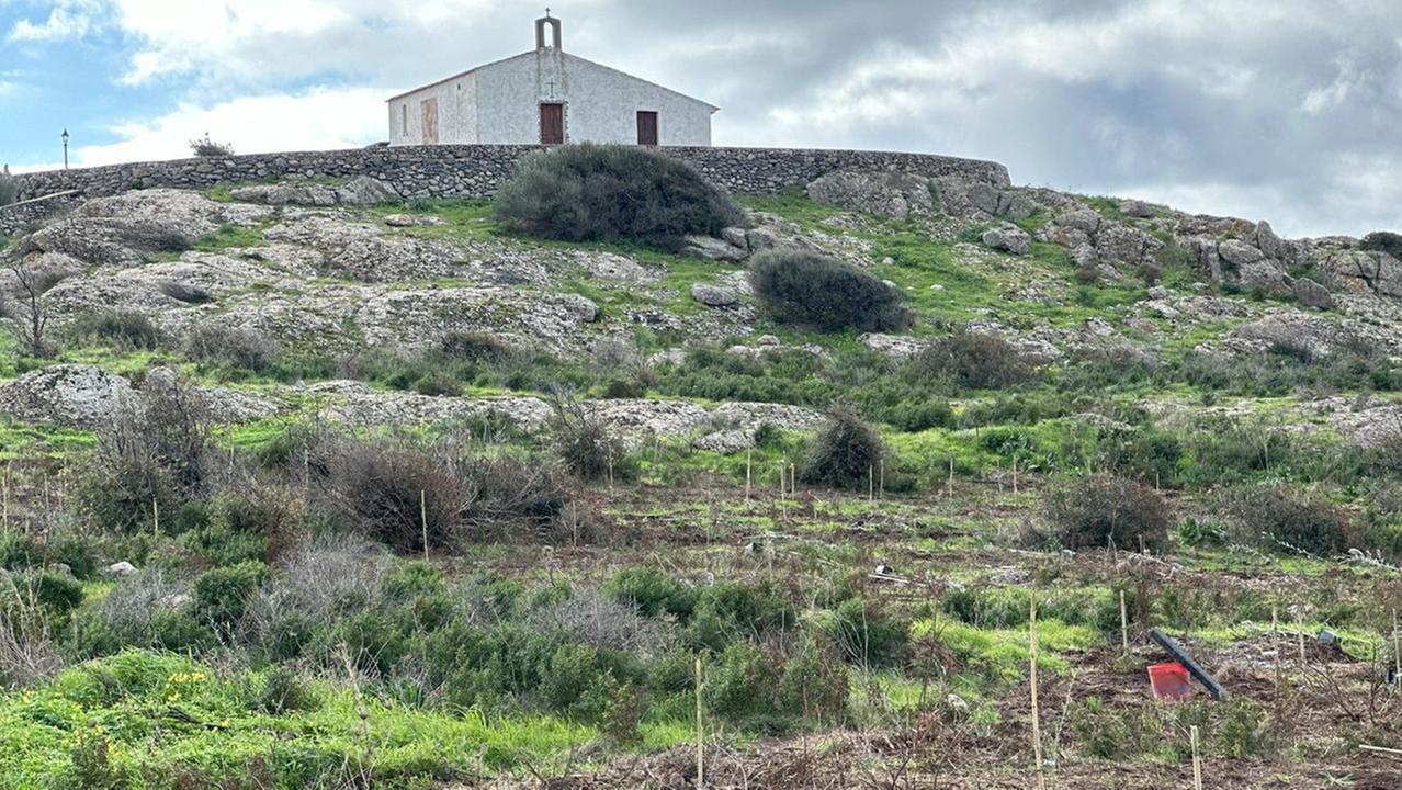 La foresta delle api sulla collina di Santa Vittoria a Sennariolo