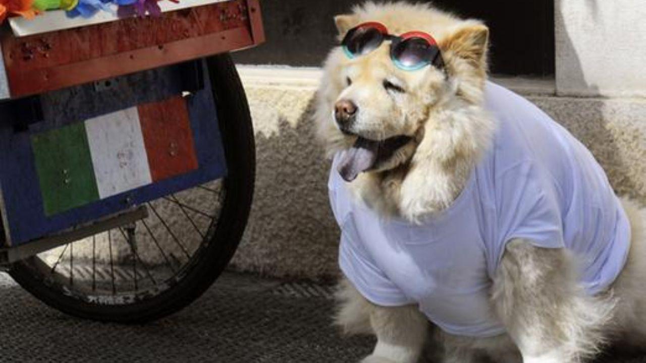 Il cane scomparso era un esemplare di Samoiedo