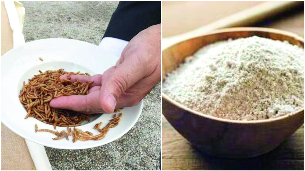 Farina di larve gialle per pane, torte e pasta: ecco favorevoli e contrari in Sardegna