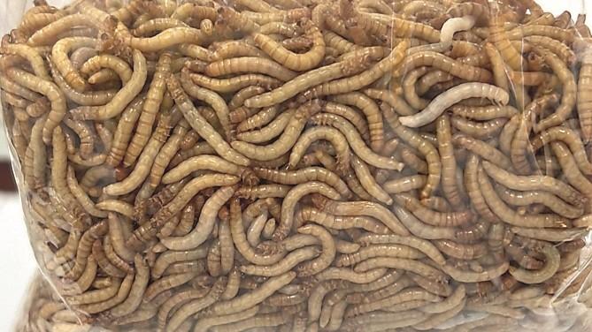 Il biologo Sergio Arminu: «Gli insetti? Sono il futuro, meno sprechi e dieta bilanciata»