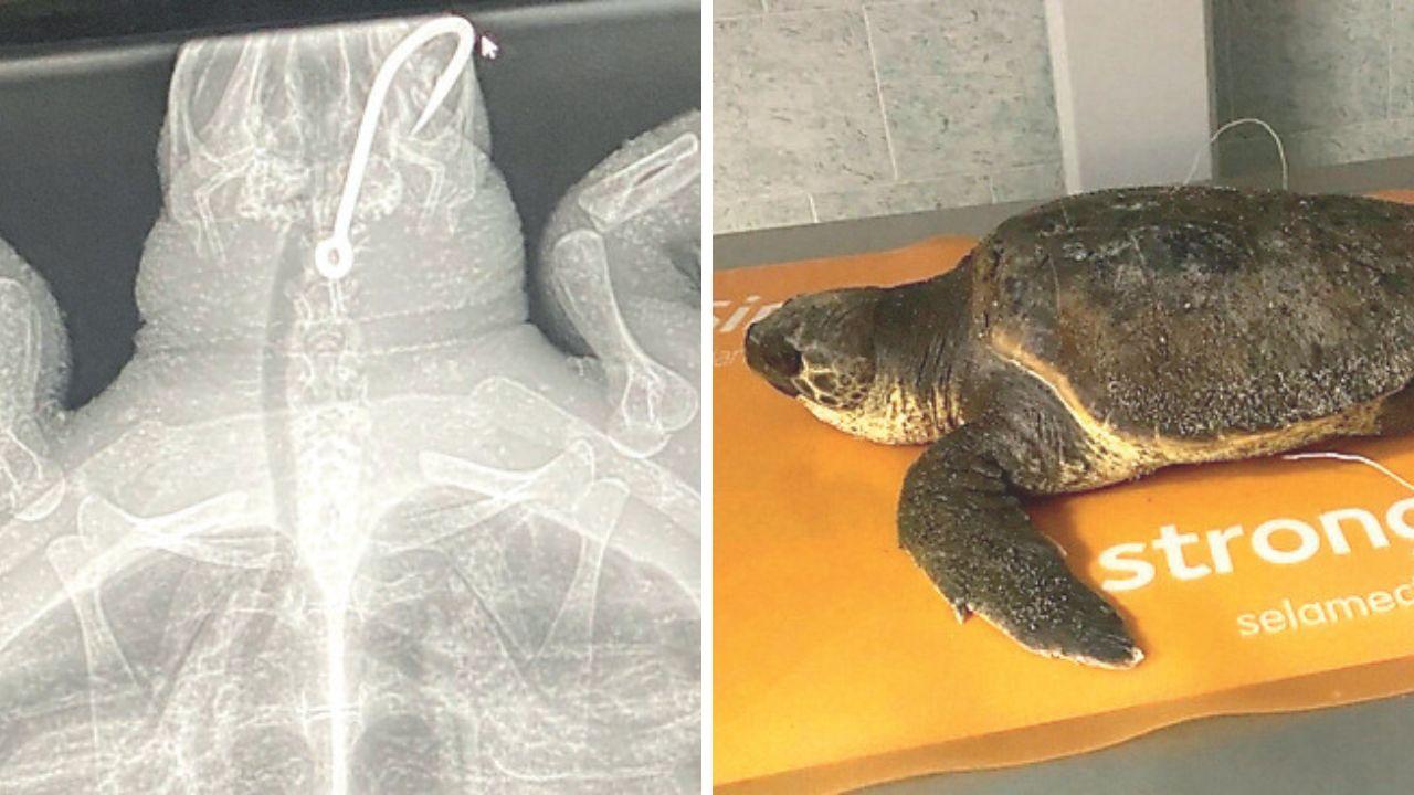 
	La tartaruga Totta e l'amo che aveva ingerito

