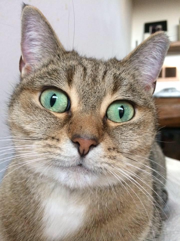 Il rifugio Gattopoli cerca volontari