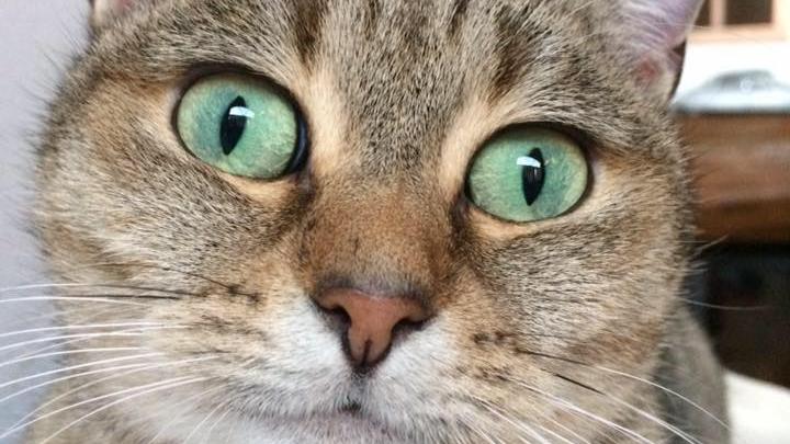 Il rifugio Gattopoli cerca volontari