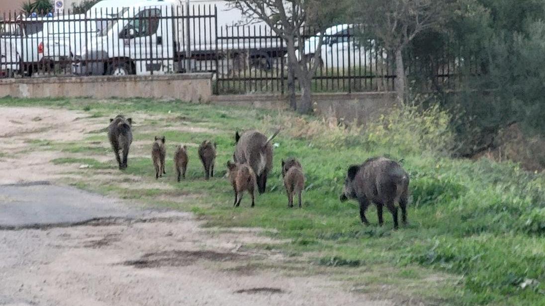 Olbia, gabbie e recinti nei giardini: scatta il piano anti-cinghiali