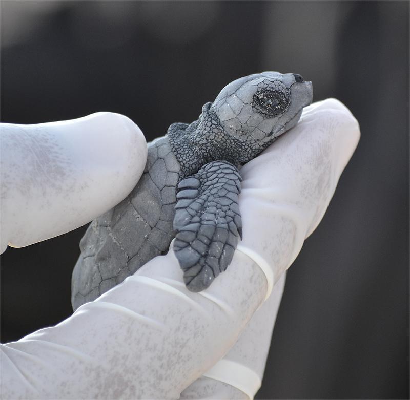 Nuova schiusa di tartarughe a Platamona 