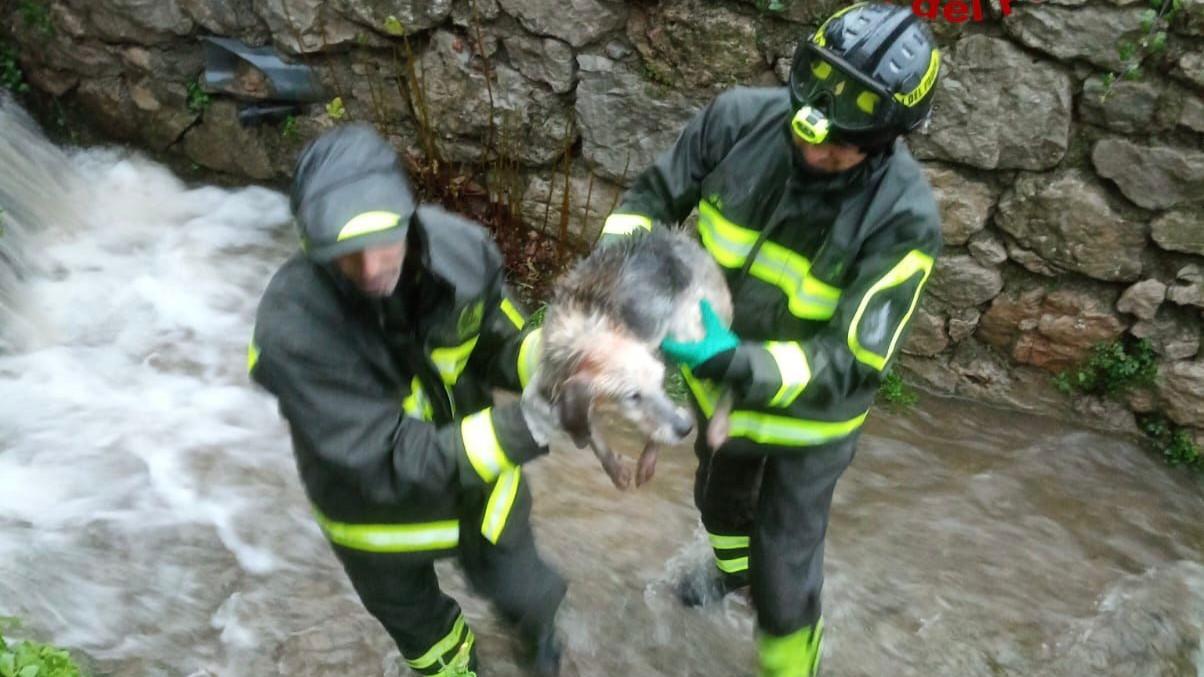 Cagnolino precipita in un canale e viene salvato dai vigili del fuoco