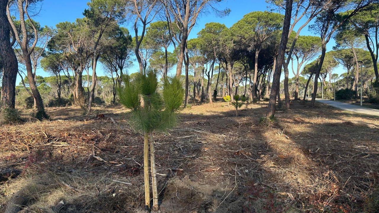 Una delle giovani piante messe a dimora