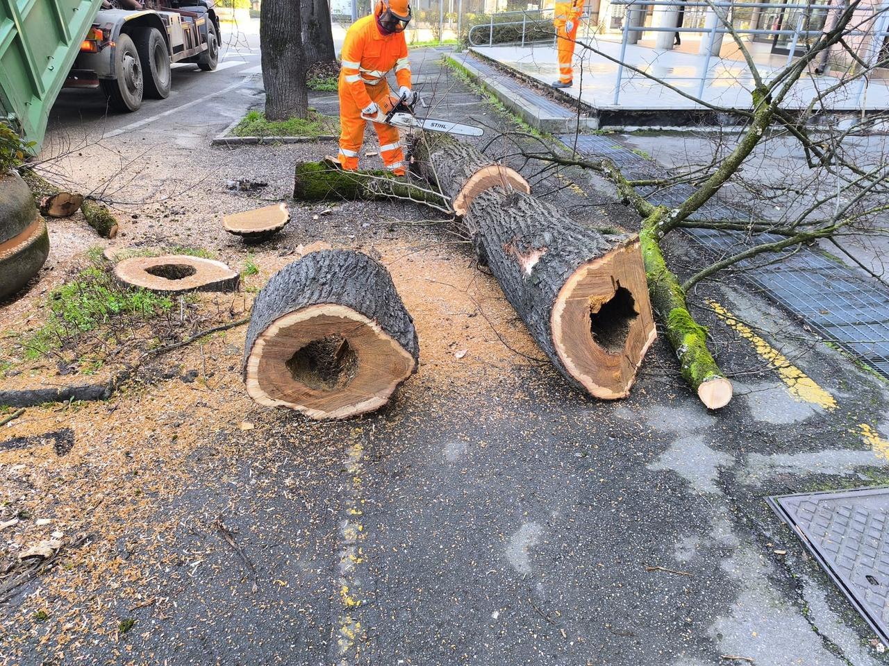 Correggio, 52 alberi da abbattere perchè malati: 19 sono tigli del centro storico