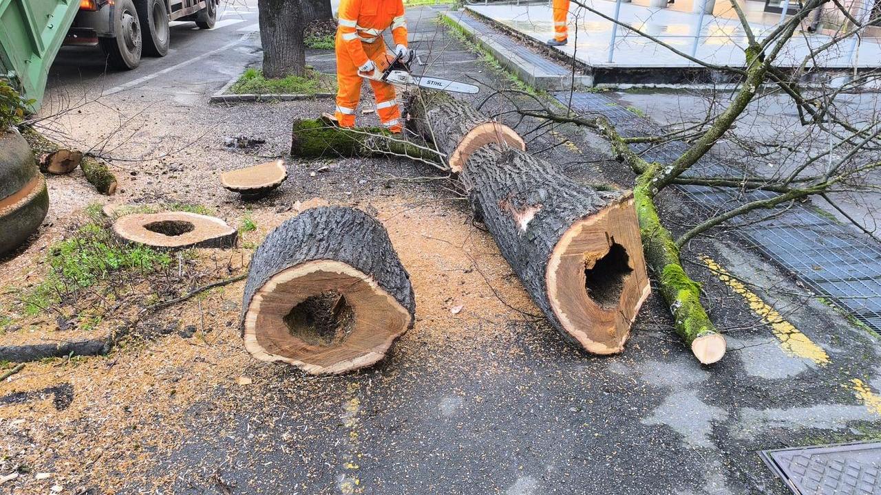 Correggio, 52 alberi da abbattere perchè malati: 19 sono tigli del centro storico