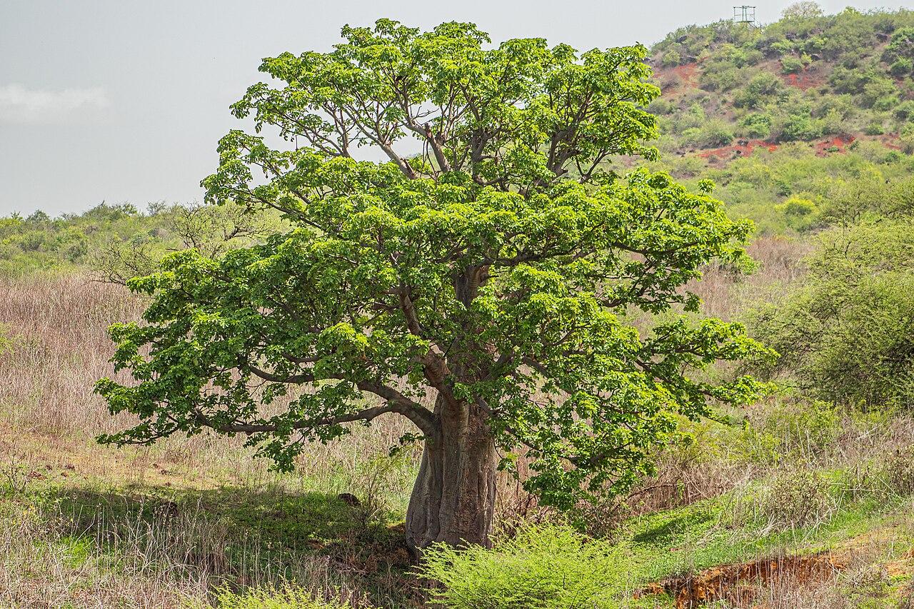 Le piante, esseri viventi capaci di incredibili viaggi