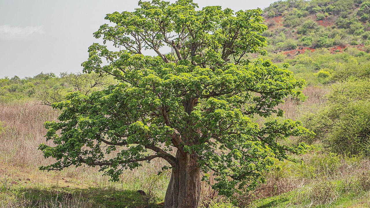 Le piante, esseri viventi capaci di incredibili viaggi