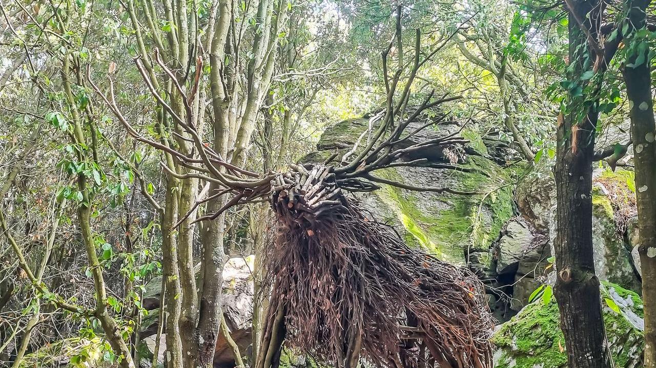 "Un bosco da fiaba” sul Monte Arci