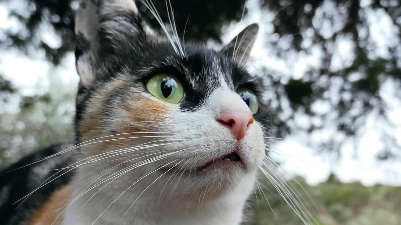 Medico utilizza la Tac dell’ospedale per salvare la propria gatta