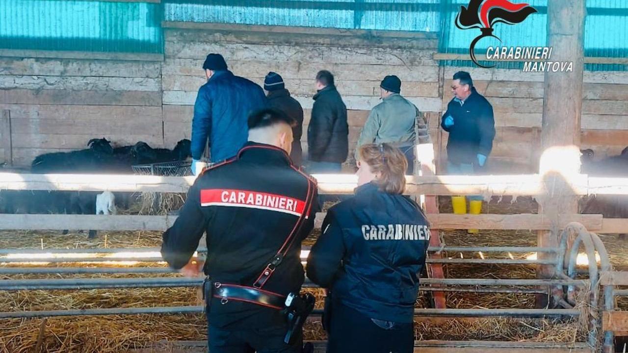 «Sono di Corleone»: così il pastore Salvatore Tarantola minacciava gli agricoltori per far pascolare le sue pecore