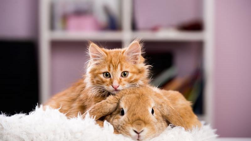 La seconda vita degli animali: storie a lieto fine