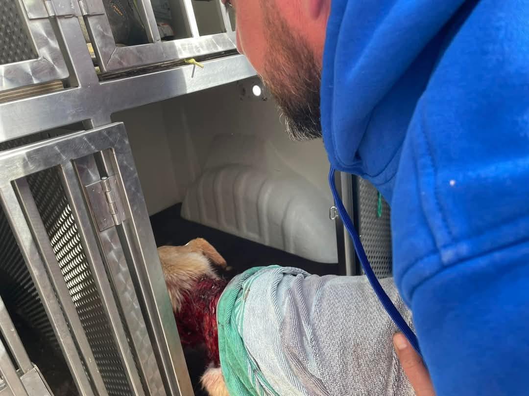 Orrore a Terralba, un cane con ferite gravissime si aggira tra le vie del paese