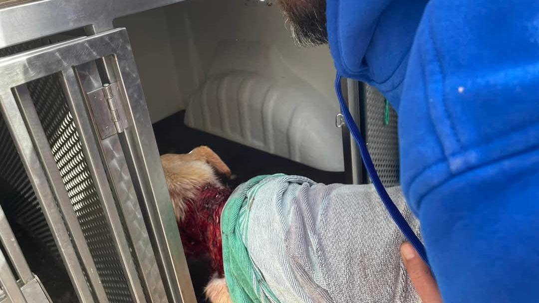 Orrore a Terralba, un cane con ferite gravissime si aggira tra le vie del paese