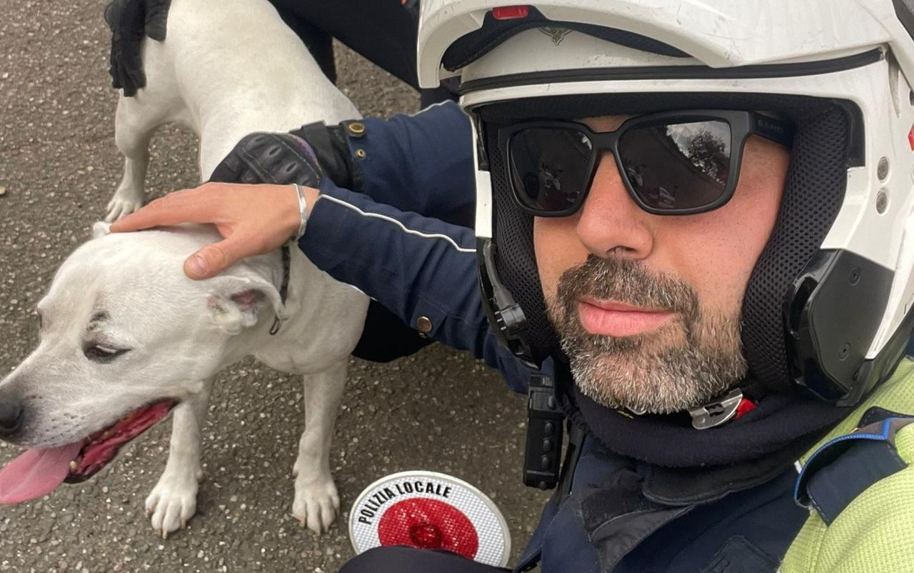 Cane si aggira da solo in strada, i vigili urbani lo riportano al proprietario