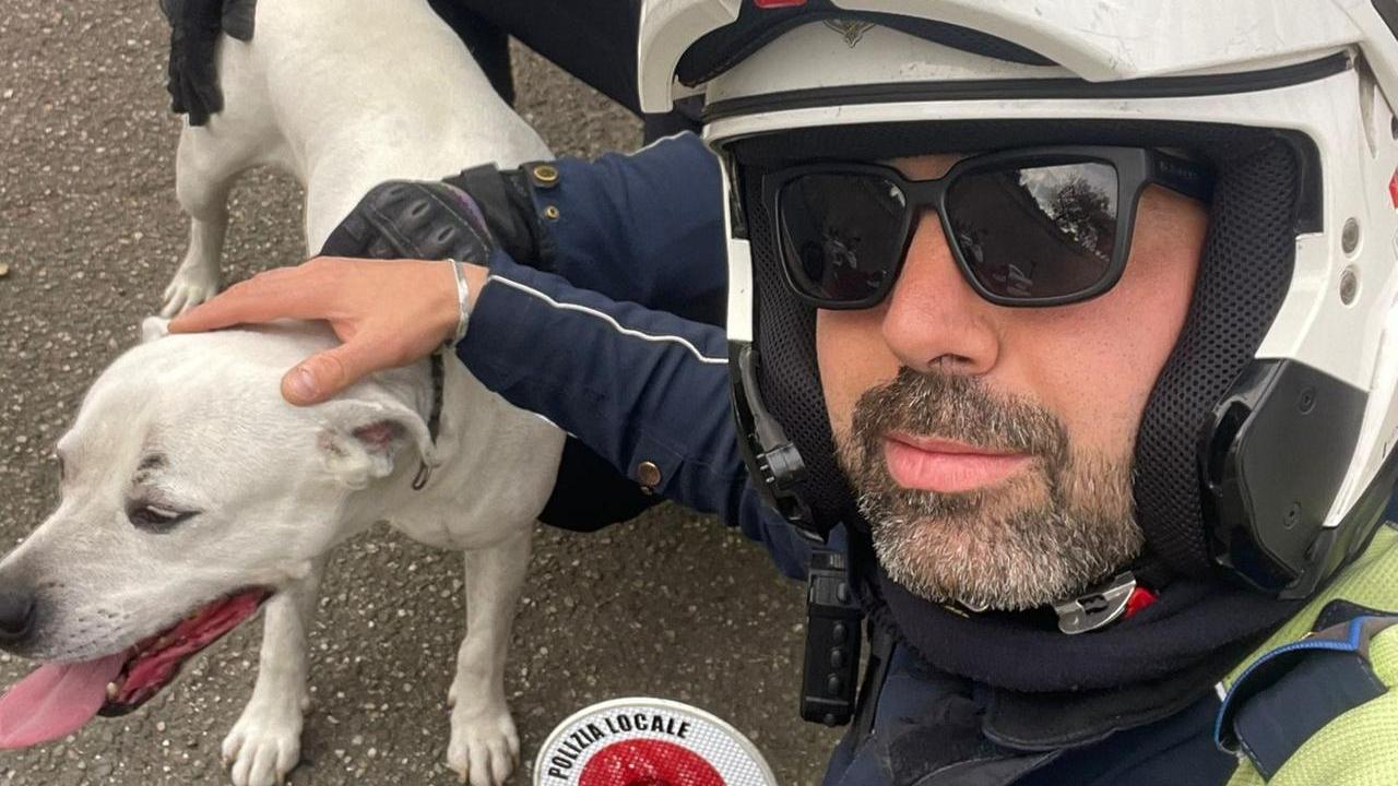 Cane si aggira da solo in strada, i vigili urbani lo riportano al proprietario