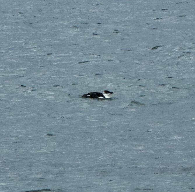 Nelle acque di Porto Alabe l'ospite inatteso: un “pinguino”