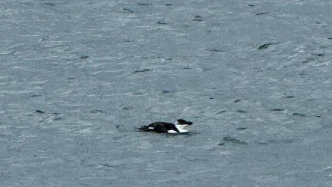 Nelle acque di Porto Alabe l'ospite inatteso: un “pinguino”