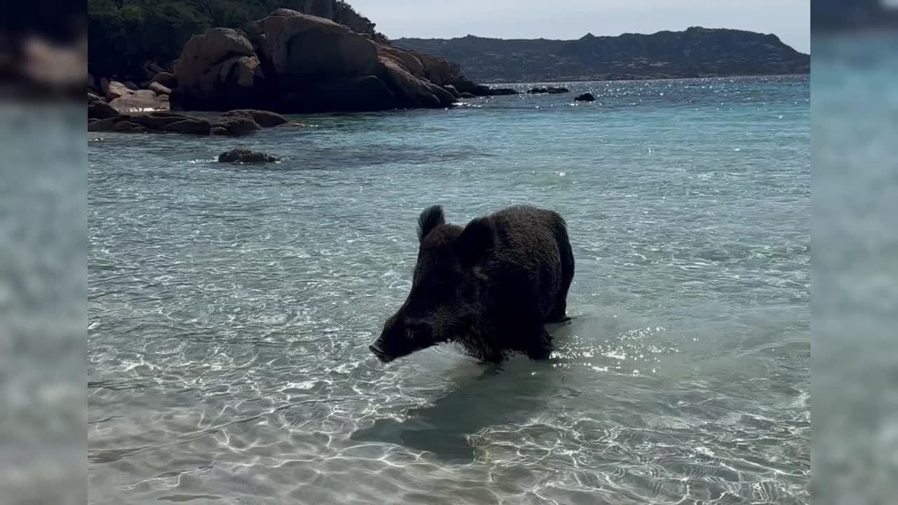 Cinghiali, il Parco autorizza gli abbattimenti anche a giugno e luglio