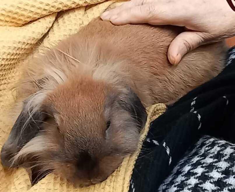Con la coniglia Mirtilla in casa di riposo gli anziani fanno pet therapy