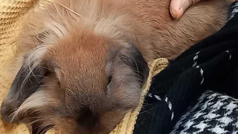 Con la coniglia Mirtilla in casa di riposo gli anziani fanno pet therapy