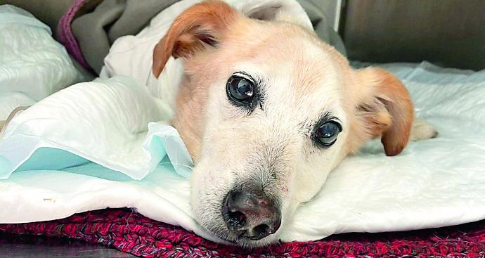 Il cane scuoiato vivo non ce l'ha fatta, il triste annuncio della clinica veterinaria Duemari