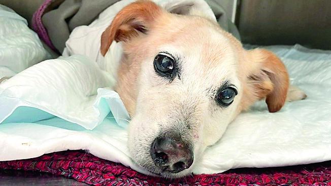 Il cane scuoiato vivo non ce l'ha fatta, il triste annuncio della clinica veterinaria Duemari