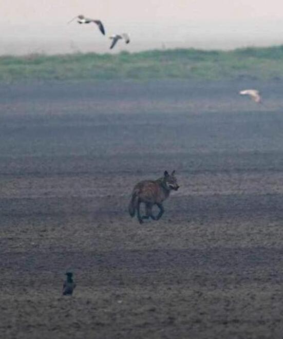 Lupi in provincia di Ferrara: «Con loro calano le nutrie»