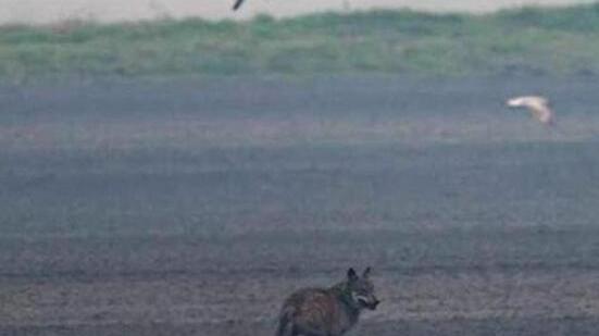 Lupi in provincia di Ferrara: «Con loro calano le nutrie»