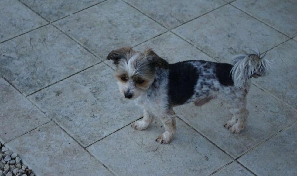 
	In alto il cane smarrito dalla famiglia di turisti

