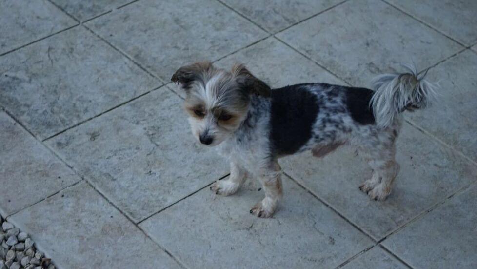 In alto il cane smarrito dalla famiglia di turisti