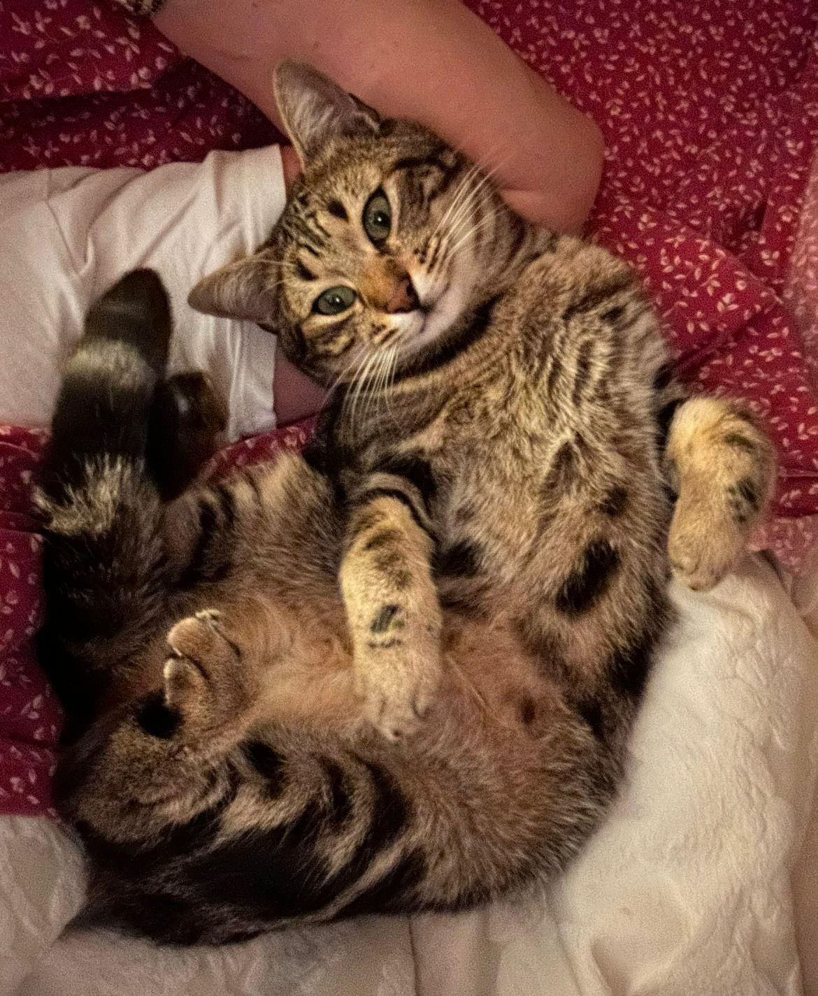 
	Ugo, uno dei tre gatti trovati morti a Carmignano

