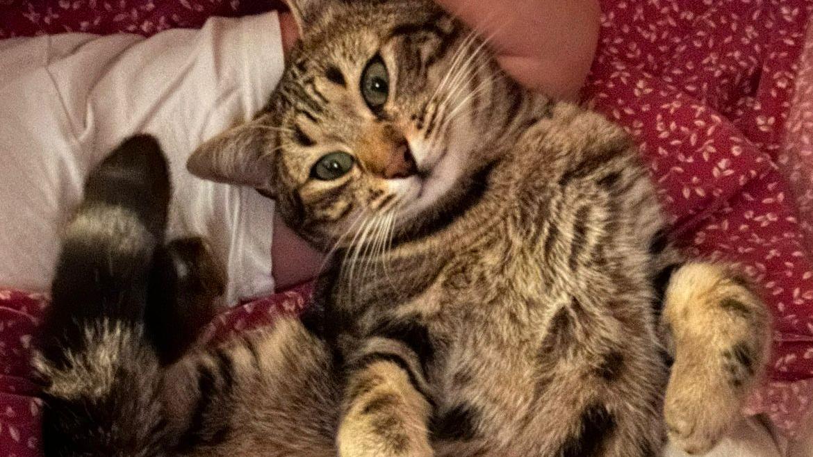 Ugo, uno dei tre gatti trovati morti a Carmignano