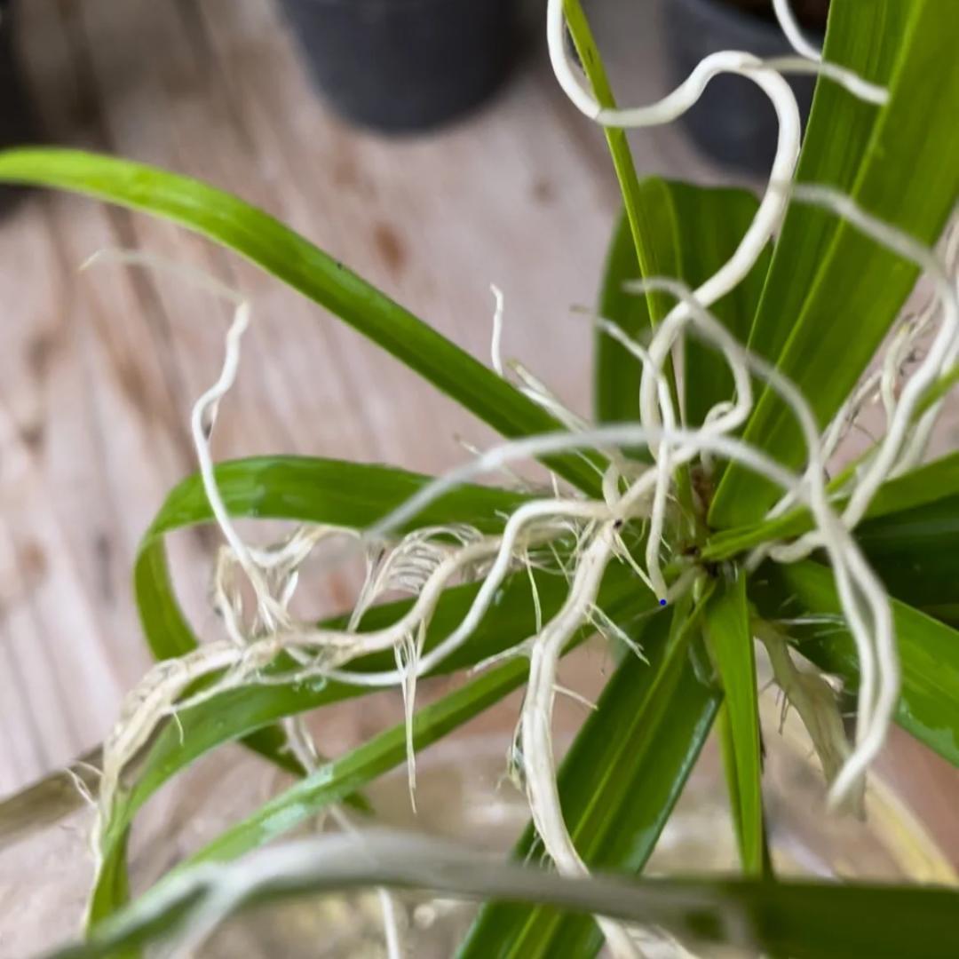 Il papiro, pianta perfetta per chi ama il giardinaggio