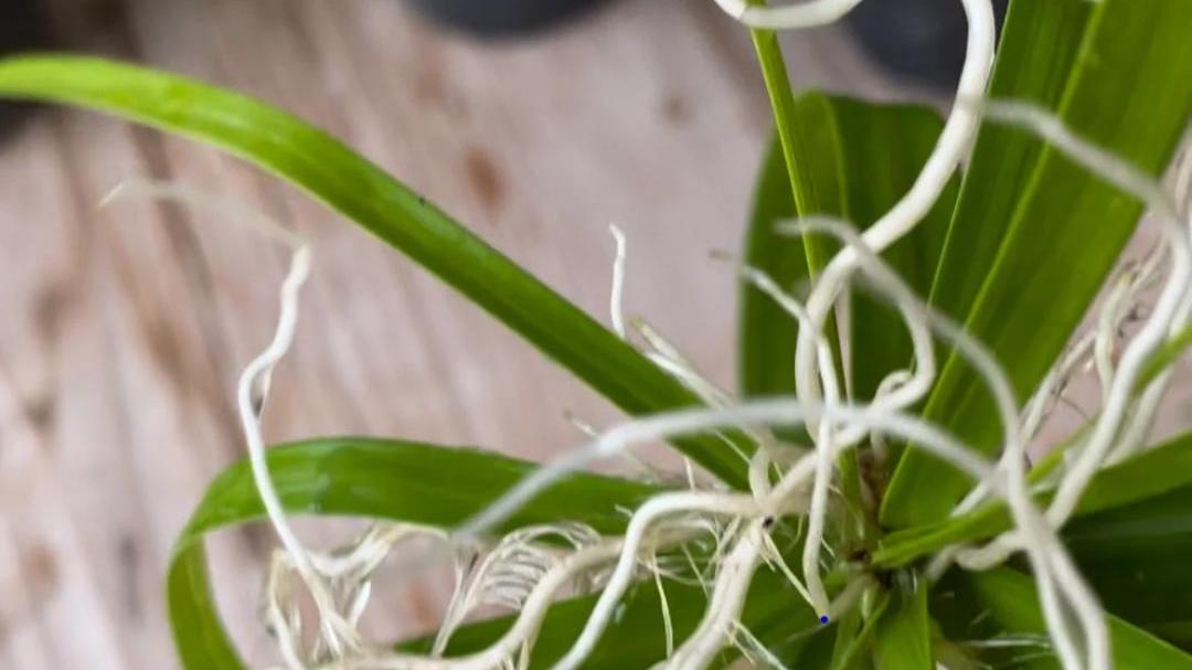 Il papiro, pianta perfetta per chi ama il giardinaggio