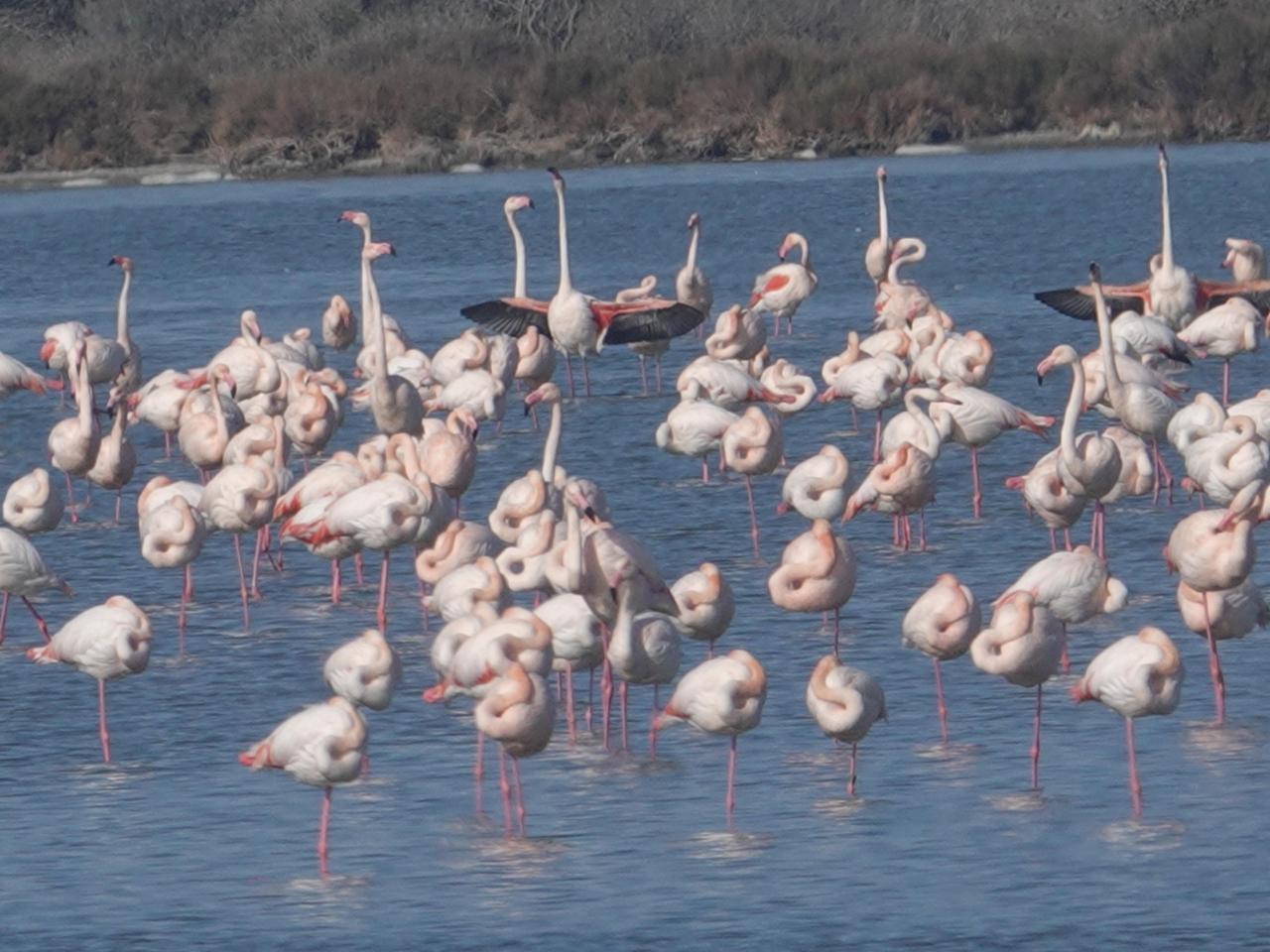 
	Fenicotteri in laguna (foto Enzo Russo)

