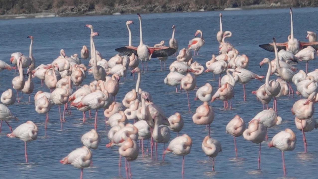 Fenicotteri in laguna (foto Enzo Russo)