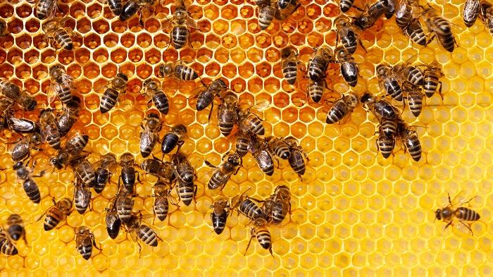 Nell’isola la filiera del miele soffre, la crescita è ostacolata dalla siccità