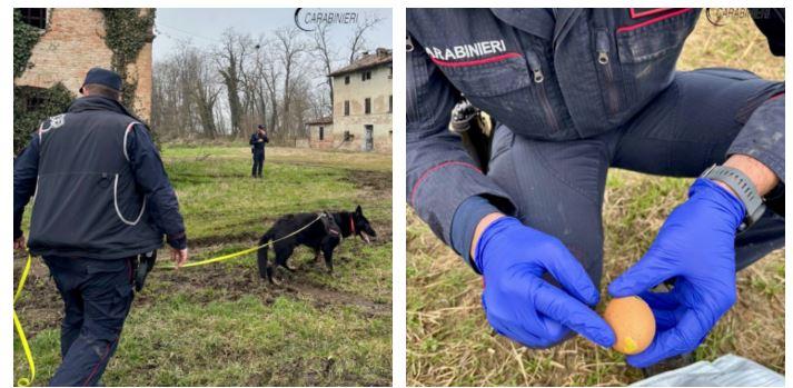 Esche avvelenate: i carabinieri ne trovano cinque dove sono morti i cani Mirtilla e Charlie